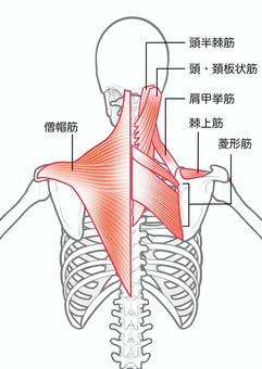 肩こり は筋トレで治るって本当？？僧帽筋を鍛えて根本改善！ - 神楽坂 パーソナルジム Myno